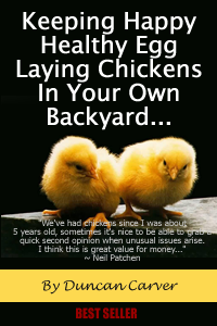 Chicken Keeping Secrets...